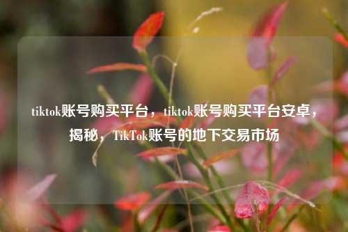 tiktok账号购买平台，tiktok账号购买平台安卓，揭秘，TikTok账号的地下交易市场