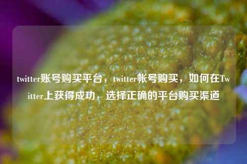 twitter账号购买平台，twitter帐号购买，如何在Twitter上获得成功，选择正确的平台购买渠道