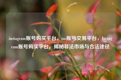 instagram账号购买平台，ins账号交易平台，Instagram账号购买平台，揭秘非法市场与合法途径