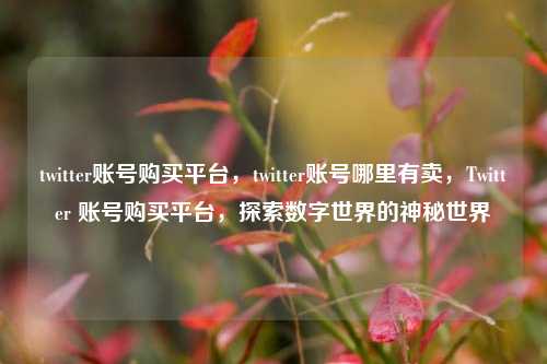 twitter账号购买平台，twitter账号哪里有卖，Twitter 账号购买平台，探索数字世界的神秘世界