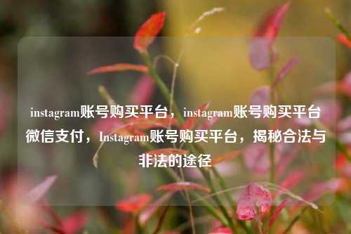 instagram账号购买平台，instagram账号购买平台微信支付，Instagram账号购买平台，揭秘合法与非法的途径