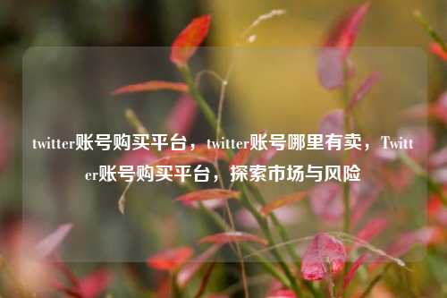 twitter账号购买平台，twitter账号哪里有卖，Twitter账号购买平台，探索市场与风险