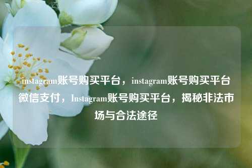instagram账号购买平台，instagram账号购买平台微信支付，Instagram账号购买平台，揭秘非法市场与合法途径