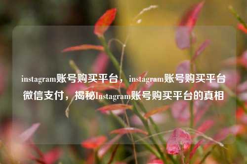 instagram账号购买平台，instagram账号购买平台微信支付，揭秘Instagram账号购买平台的真相