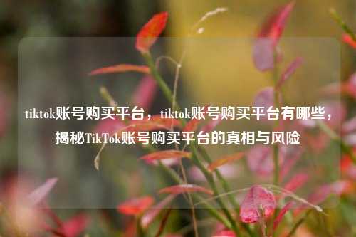 tiktok账号购买平台，tiktok账号购买平台有哪些，揭秘TikTok账号购买平台的真相与风险