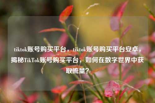 tiktok账号购买平台，tiktok账号购买平台安卓，揭秘TikTok账号购买平台，如何在数字世界中获取流量？