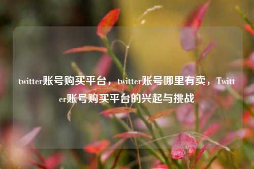 twitter账号购买平台，twitter账号哪里有卖，Twitter账号购买平台的兴起与挑战