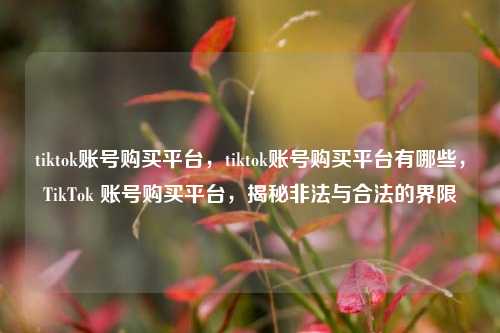 tiktok账号购买平台，tiktok账号购买平台有哪些，TikTok 账号购买平台，揭秘非法与合法的界限