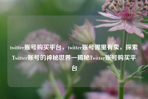 twitter账号购买平台，twitter账号哪里有卖，探索Twitter账号的神秘世界—揭秘Twitter账号购买平台