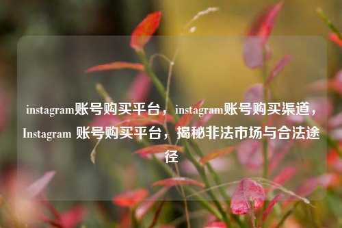 instagram账号购买平台，instagram账号购买渠道，Instagram 账号购买平台，揭秘非法市场与合法途径